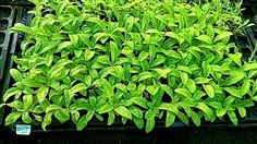 ต้นกล้า บานไม่รู้โรย  จัดชุด 12กล้า 99 บาท  