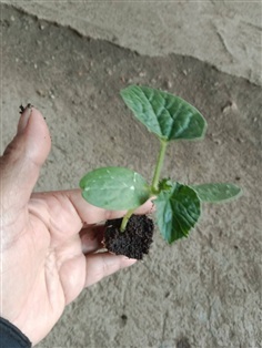 ต้นกล้า แตงไทย พร้อมปลูก กล้าละ 10บาท ซื้อ 10แถม 2