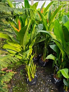 เฮลิโคเนียกาวดูล๊อป