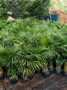 ต้นหมากเหลือง