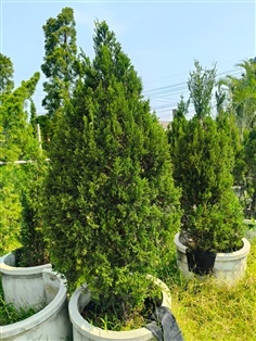 สนไทรเงินเขียว