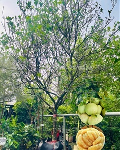 ต้นส้มโอขาวน้ำผึ้ง