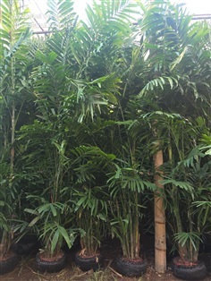 หมากเขียว 3เมตร เย็บตุ้ม