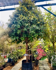 ต้นเศรษฐีเงินหนุน