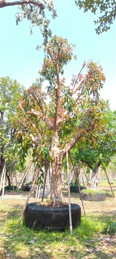 ต้นกร่าง