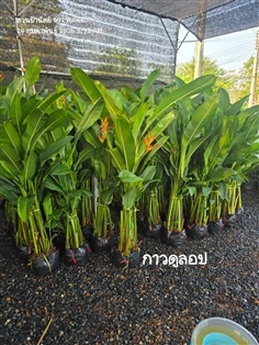 กาวลูลอป 1.2ม.