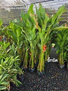 บิ๊กบัด 1.5ม.