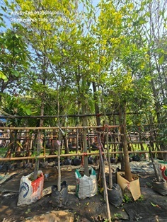 ต้นชะแมบหรือทองนพเก้า 2" กำลังแตกใบใหม่