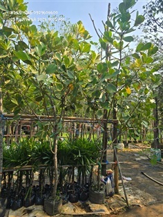 เกล็ดกระโห้ด่าง