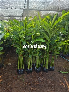 ดาหลาสีชมพู 