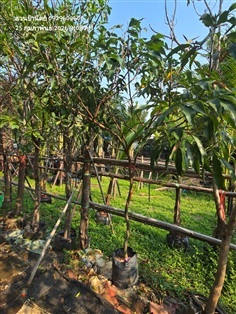 ลิ้นจี่2"