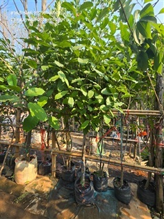 พุดเศรษฐี 2"+