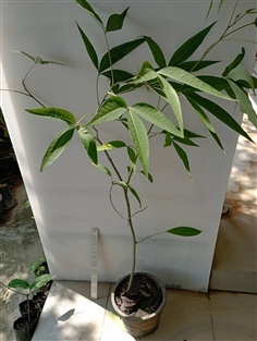 ต้นกุ่มน้ำ ขายต้นกุ่มน้ำ