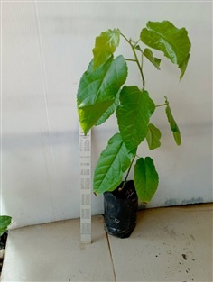 ต้นโคคลาน กระดอหดใบขน คุระเปียะ