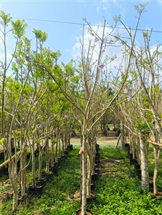 ศรีตรัง