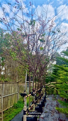 ต้นนางพญาเสือโคร่ง 