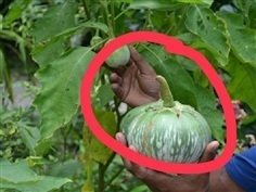 ต้นกล้า มะเขือเปราะยักษ์ มะเขือยักษ์หวาน   