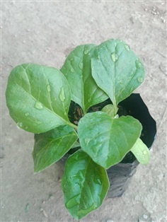 ต้นพันธุ์ มะเขือเปราะยักษ์  ถุงดำ พร้อมปลูก 30  บ