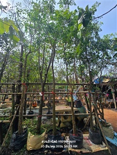 ปีบขาว3"