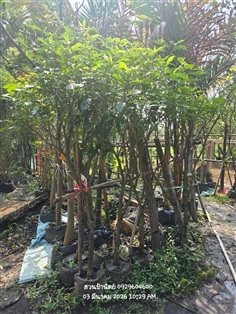 พุดมาลัย ไม้ตัดตอแตกใหม่