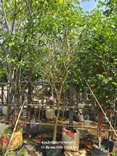 พุดกังหัน2"