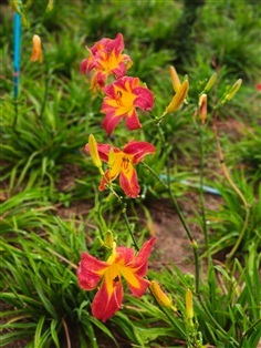 ต้นเดย์ลิลลี่ดอกไม้จีน