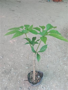 ต้นพันธุ์ ดอกต่าง ต้นต่างหลวง ต้นดอกต้างหลวง 199 บ