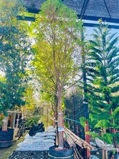 ต้นพูลทรัพย์