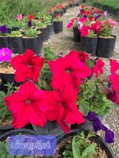 ต้นพิทูเนีย