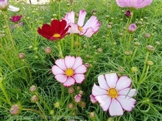 ต้นดาวกระจาย