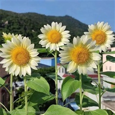 ต้นทานตะวันดอกขาว