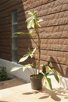 ก้ามกุ้งด่าง