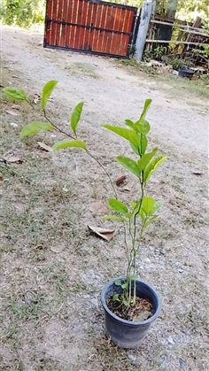 ต้นเสาวรส เสาวรส