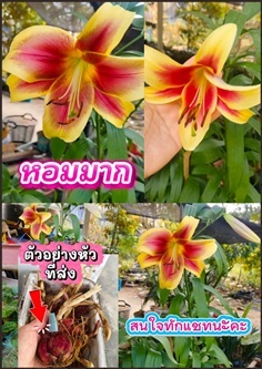 หัว ลิลลี่ พันธุ์ฟลาเวีย Lily Flavia ดอกใหญ่ ต้นสู