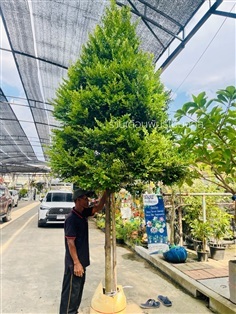 ต้นล่ำซำ