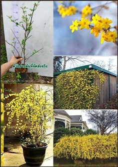 ต้นมะลิจีน มะลิจีน Jasminum nudiflorum มะลิหมื่นลี