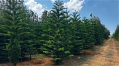 สนฉัตร ไม้ในดิน