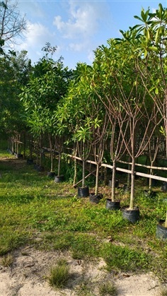 ขายต้นตีนเป็ดน้ำ ขนาด 2นิ้ว