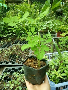 ต้นพันธุ์  มะรุม  พร้อมปลูกในถุงดำ  39  บาท 