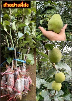 ต้นสาลี่น้ำผึ้ง ต้นสาลี่ น้ำผึ้ง  Sweet Pear