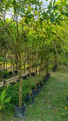 ขายต้นพยอม ขนาด 2 นิ้วสูง 2.5 เมตร