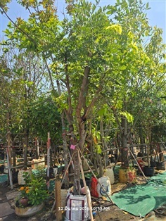 คูนชมพู4"