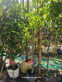 ส้มโอมือ