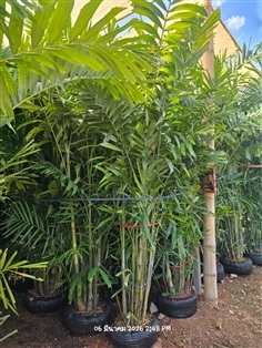 หมากเขียว 3เมตร เย็บตุ้ม