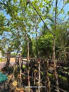 ต้นพยอม 2",3"