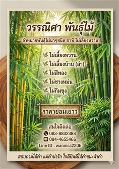 จำหน่ายต้นไผ่ทุกชนิดราคาถูก