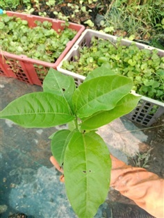 ต้นพันธุ์ เสวรส พร้อมปลูกในถุงดำ 30 บาท ต้นเสาวรส,