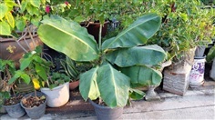 กล้วยหอมเตี้ย (ไม้มงคล)