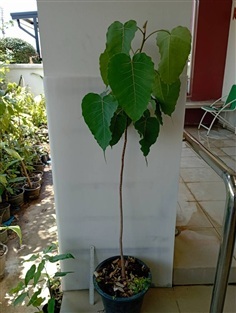 ขายต้นโพธิ์ ศรีมหาโพธิ์ สวยจัด ใบสวยเส้นชัด