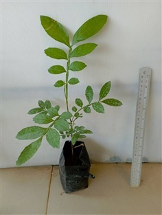 ขายต้นส้มลิง แตดลิง